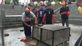 Kegiatan Relokasi Monyet dari Taman Panorama Lobang Jepang Bukittinggi bersama BKSDA Sumatera Barat Tahun 2018 30